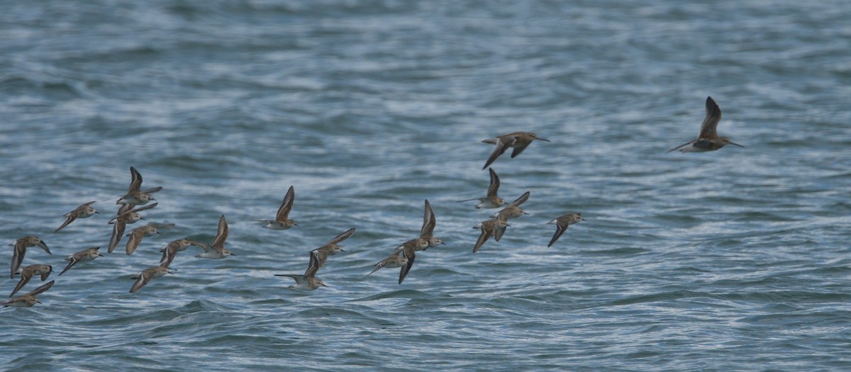 Short-billed Dowitcher - ML622875418