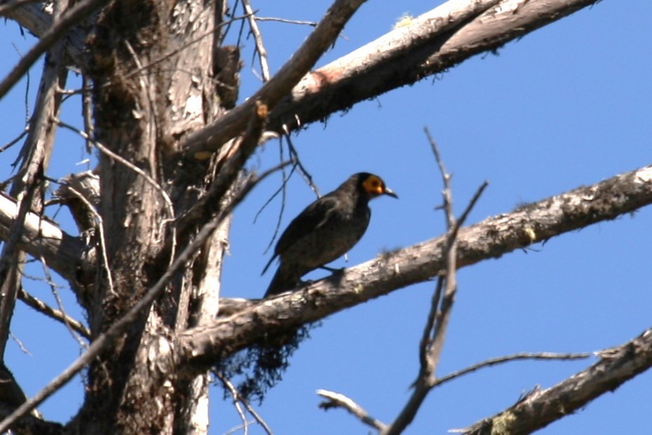 Smoky Honeyeater - ML622875422