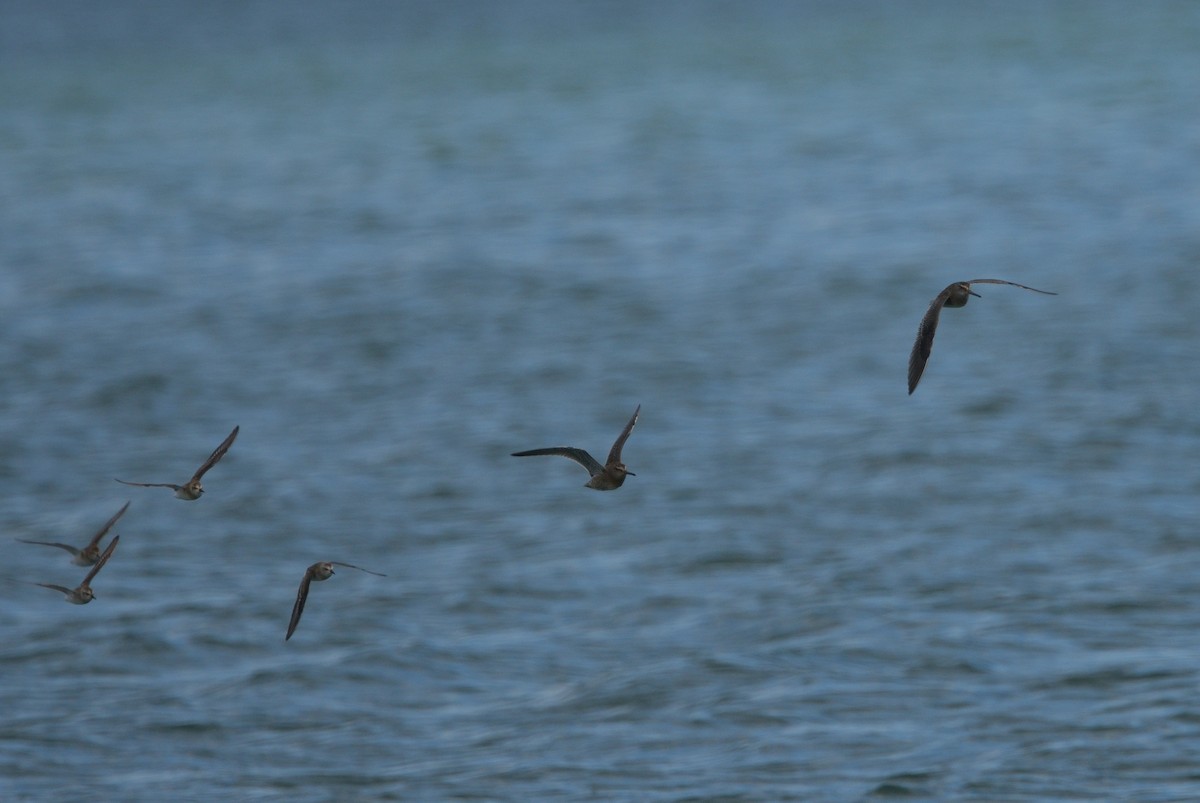 Short-billed Dowitcher - ML622875426