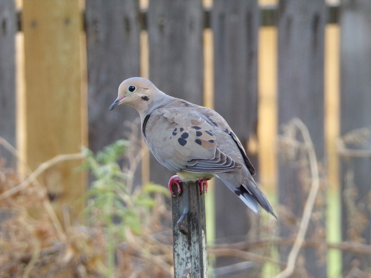 Mourning Dove - Texas Bird Family