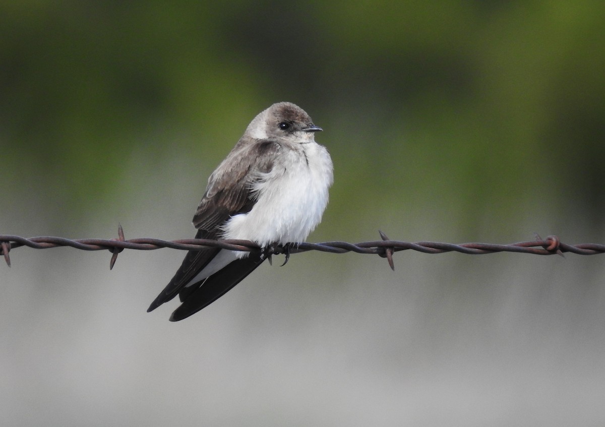 Northern Rough-winged Swallow - ML622875441