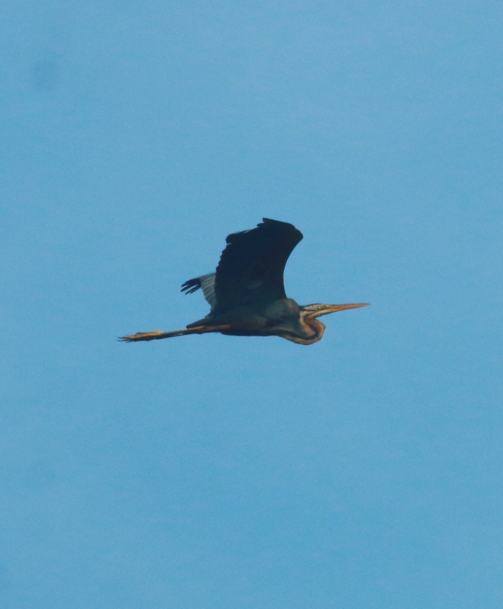 Purple Heron - ML622875444