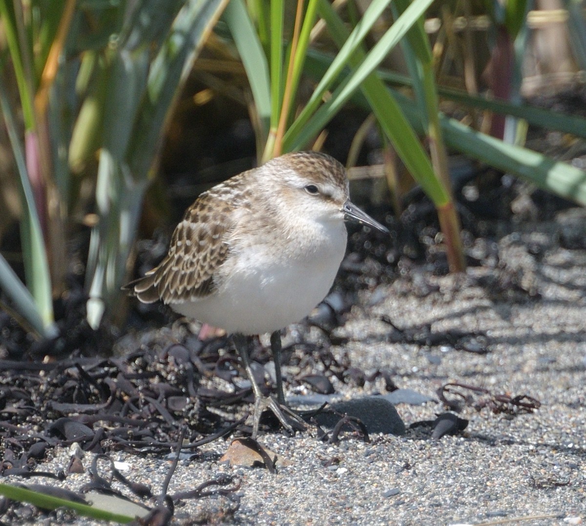 Semipalmated Sandpiper - ML622875450