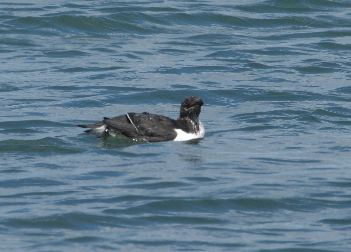 Razorbill - ML622875454