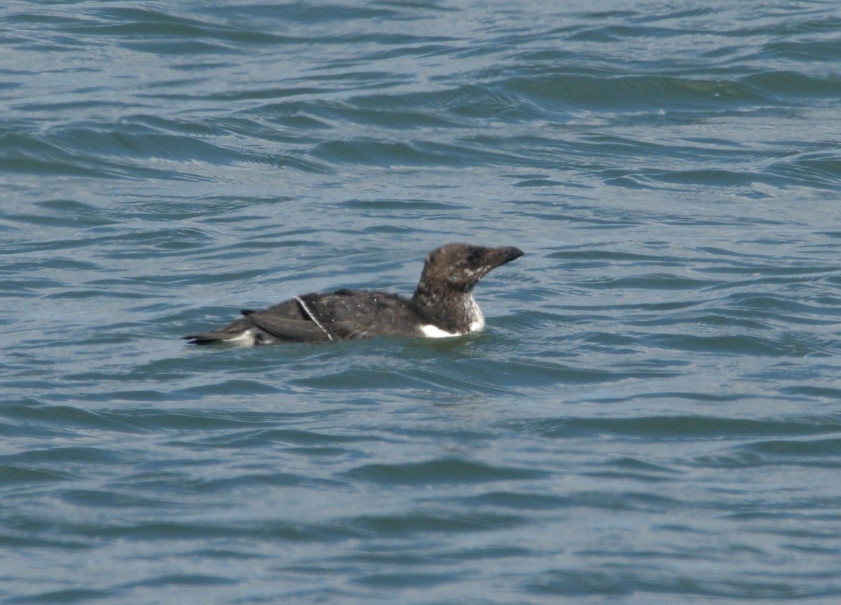 Razorbill - ML622875457