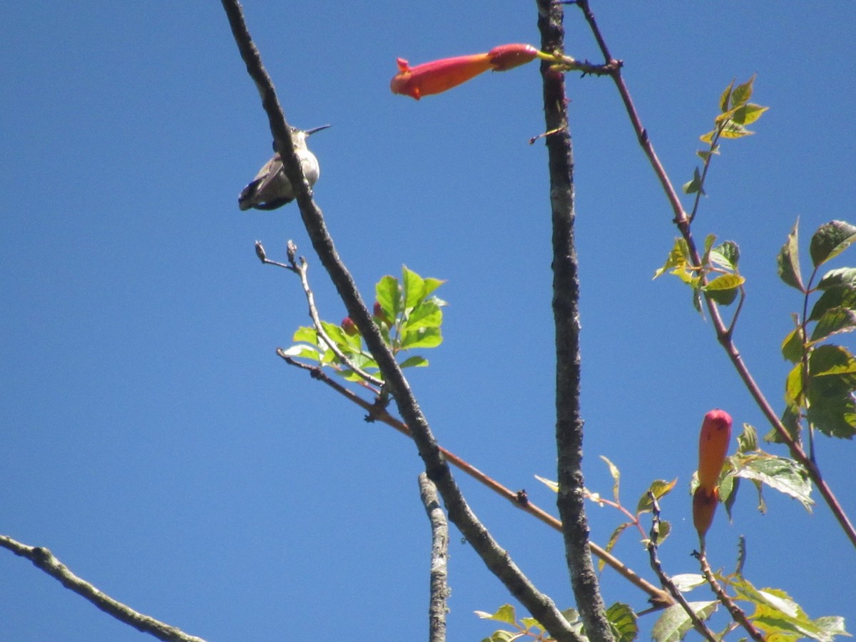 Ruby-throated Hummingbird - Caleb Bronsink