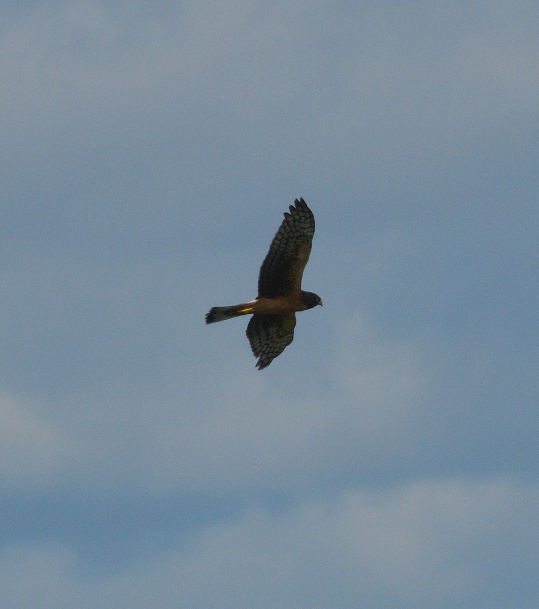 Northern Harrier - ML622875469