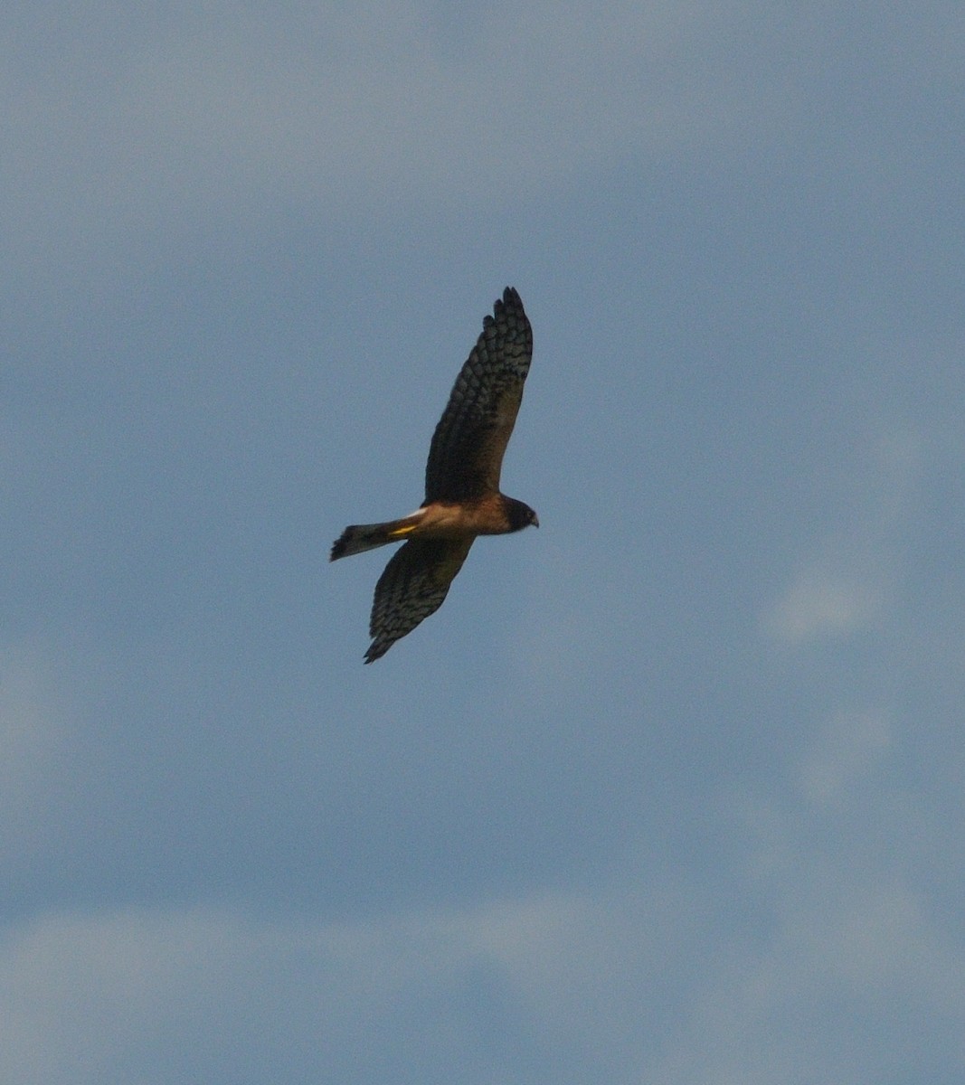 Northern Harrier - Woody Gillies