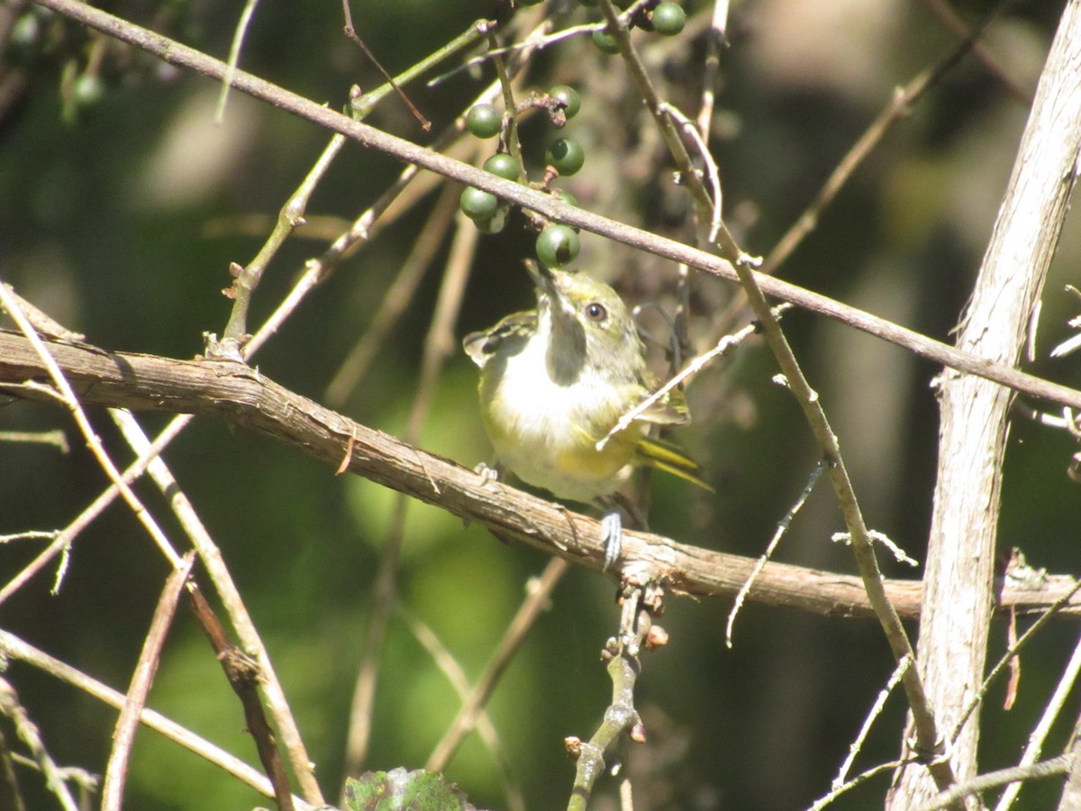 White-eyed Vireo - ML622875484