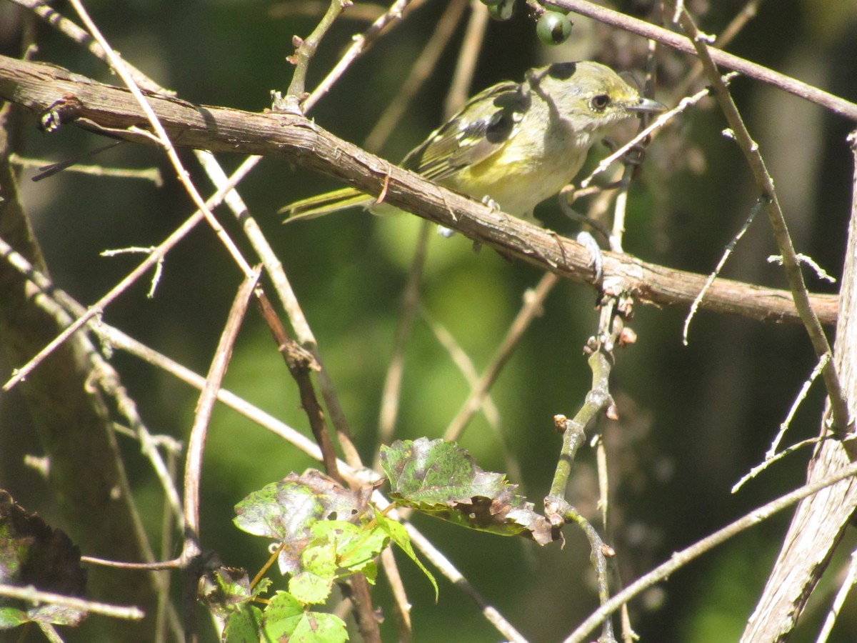 White-eyed Vireo - ML622875485