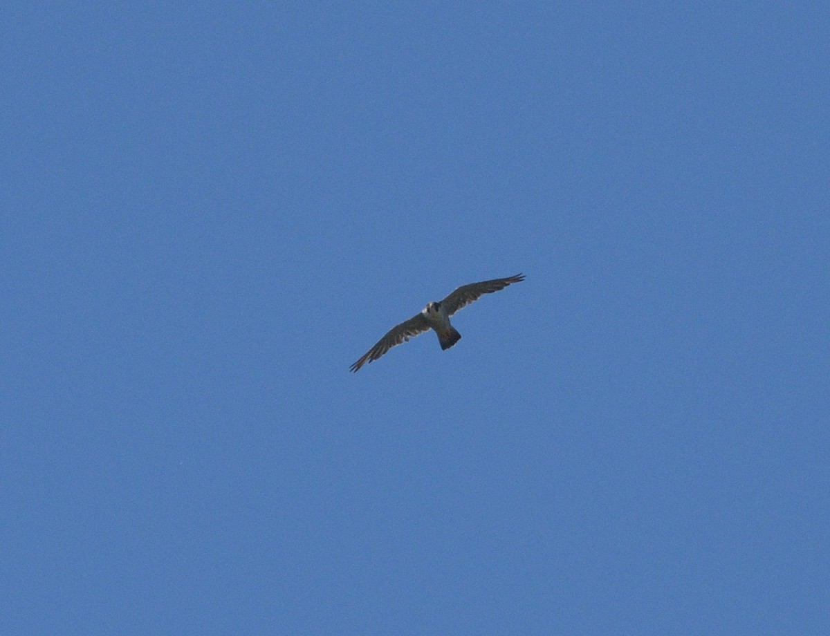 Peregrine Falcon - ML622875487