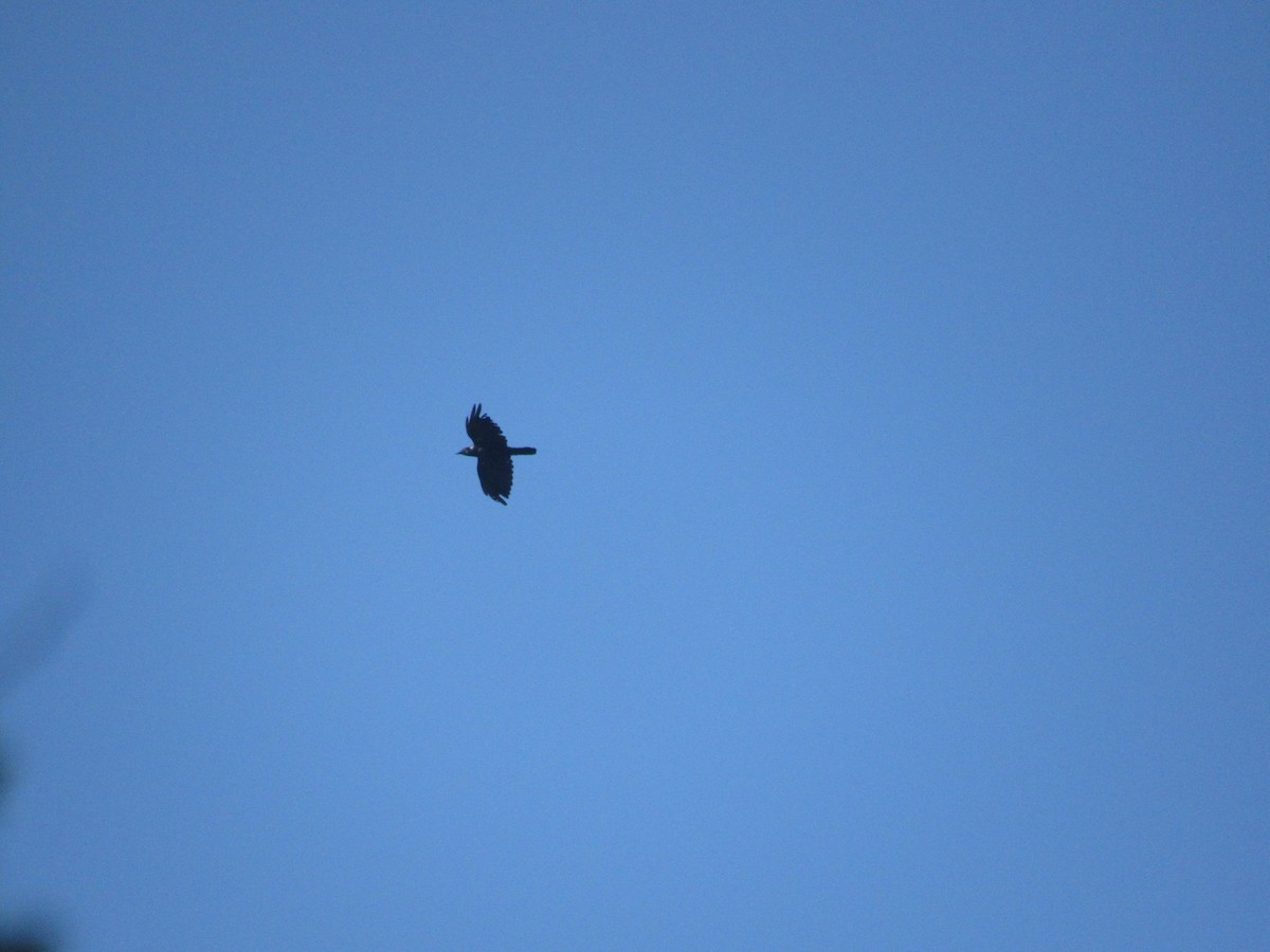 American/Fish Crow - ML622875489