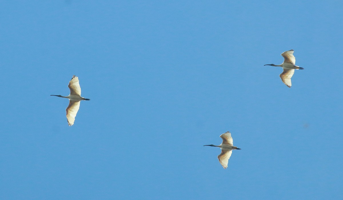 Ibis à tête noire - ML622875494