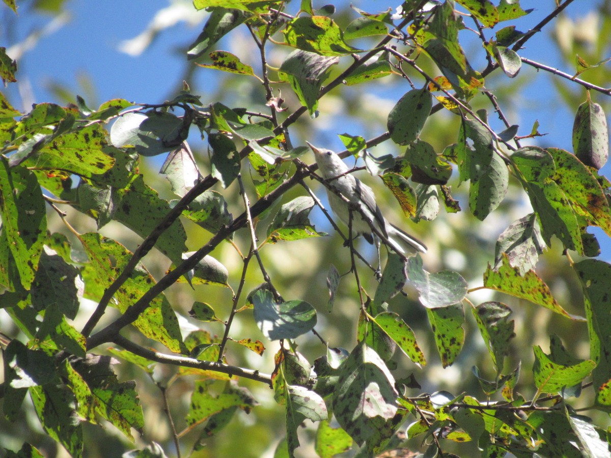 Blue-gray Gnatcatcher - ML622875498