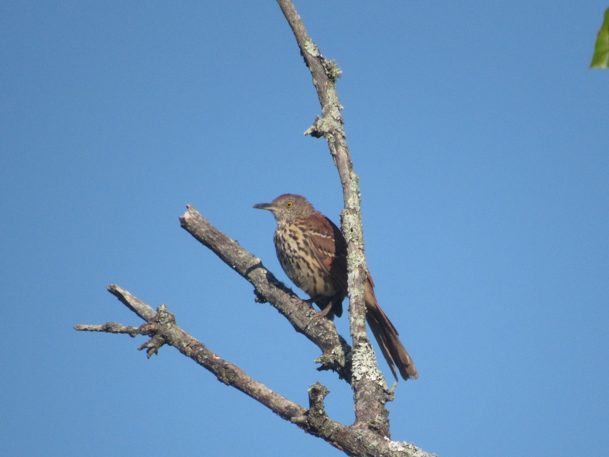Brown Thrasher - ML622875503