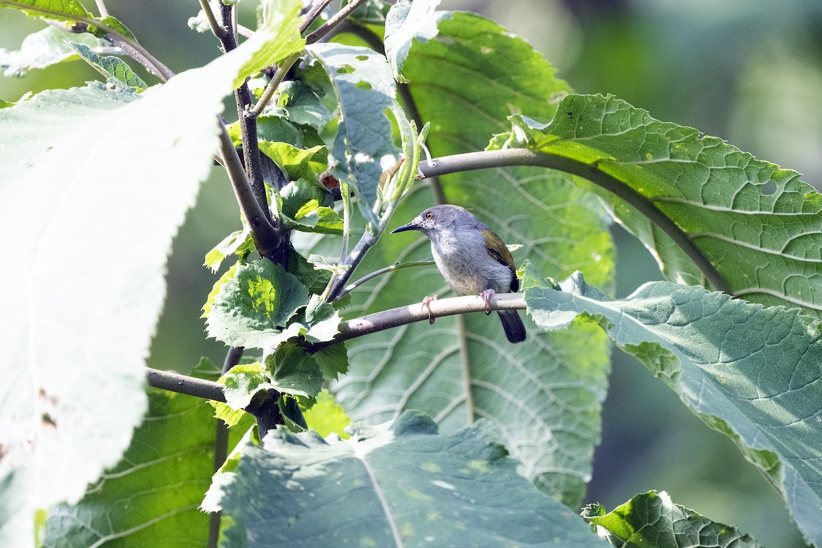 Green-backed Camaroptera - ML622875523