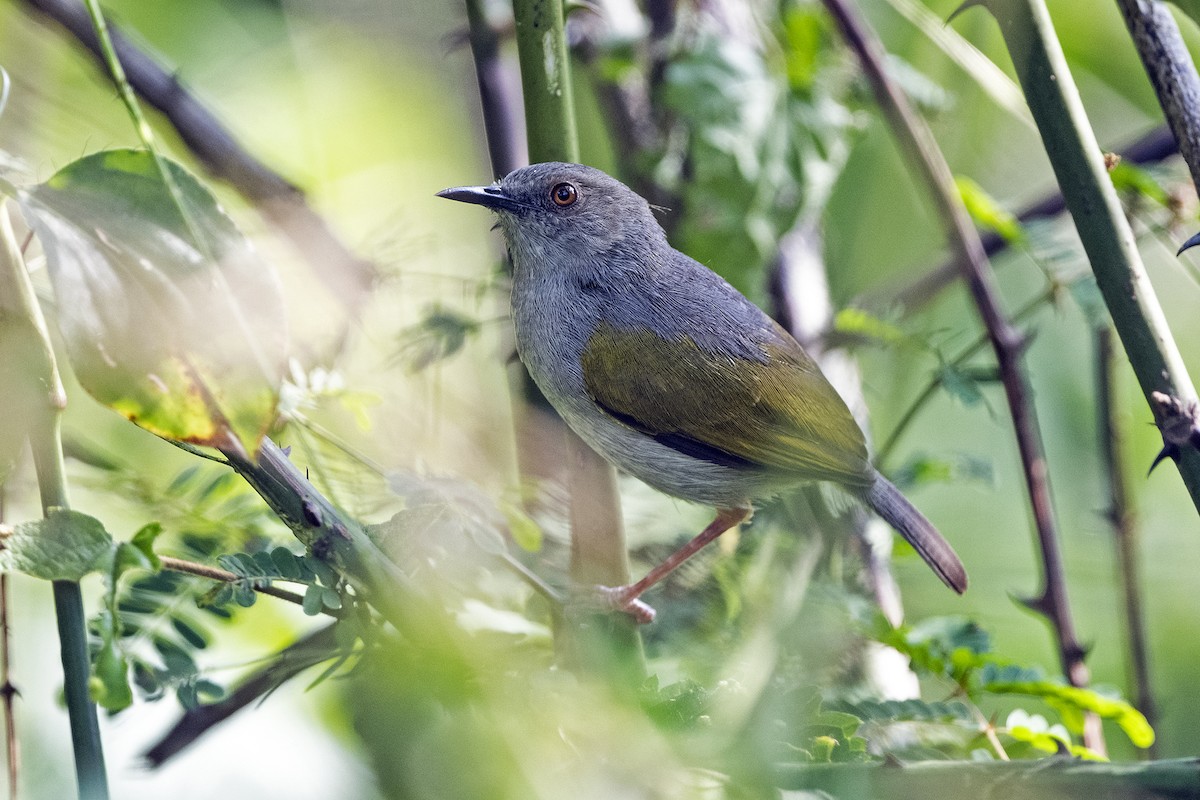 Green-backed Camaroptera - ML622875524