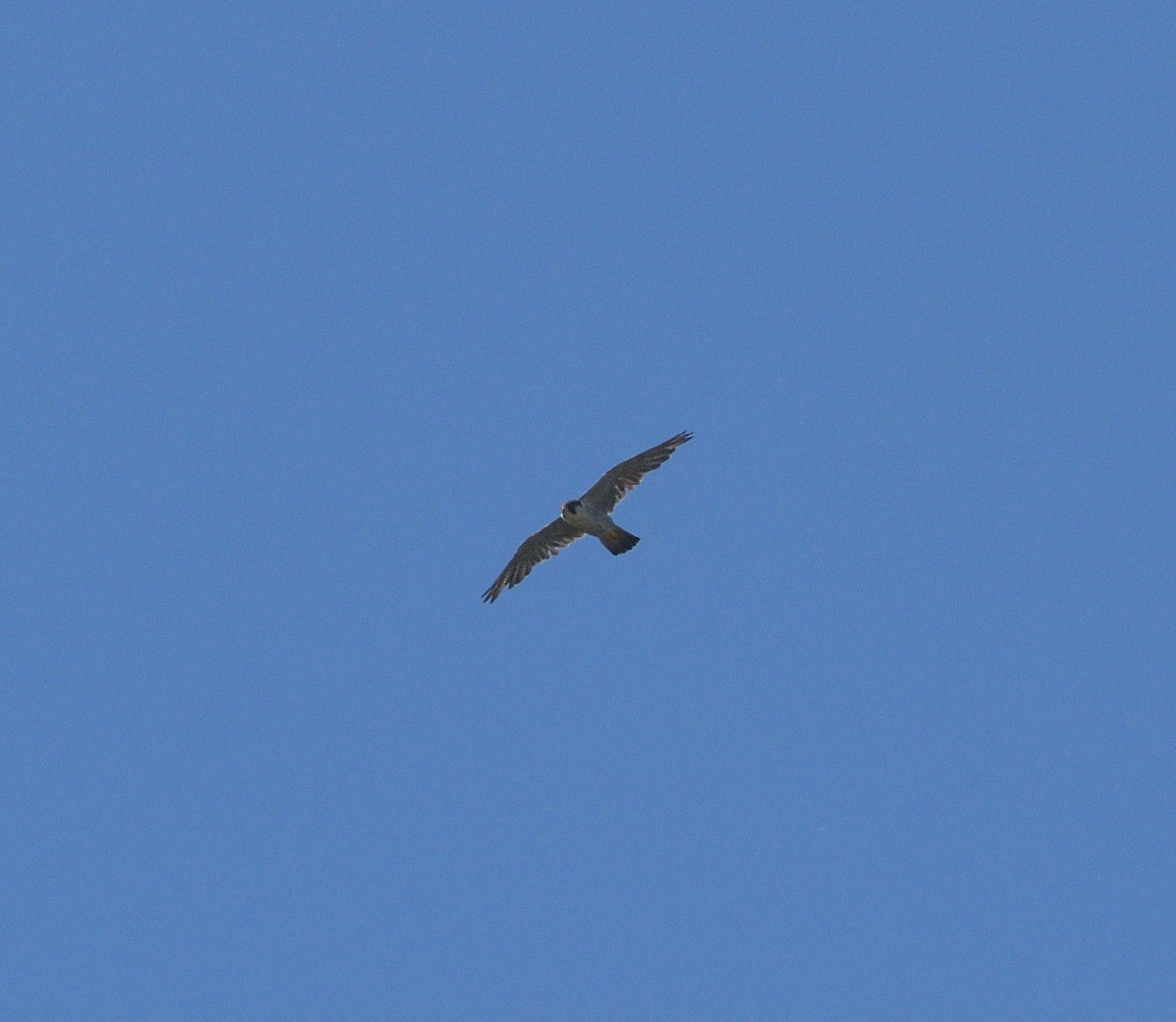 Peregrine Falcon - ML622875525