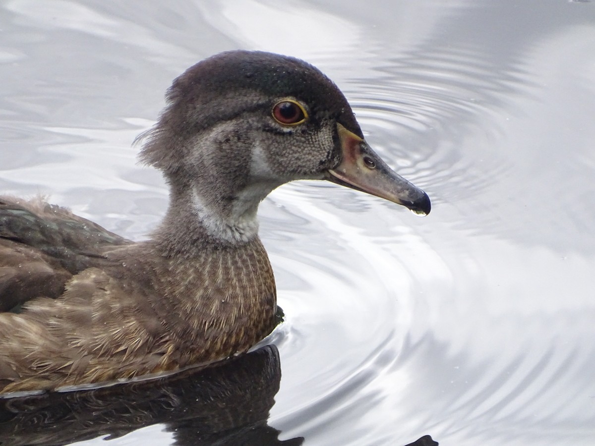 Wood Duck - ML622875534