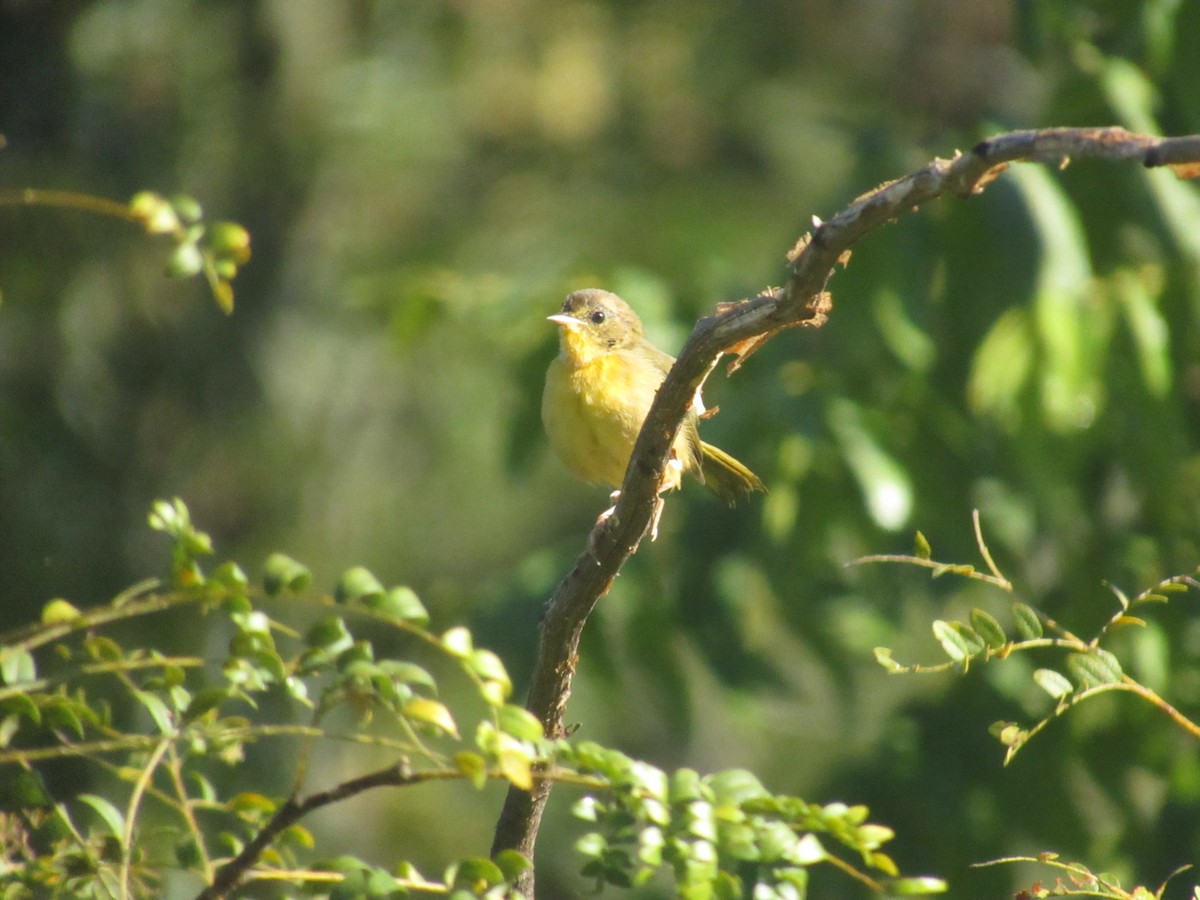 Common Yellowthroat - ML622875539