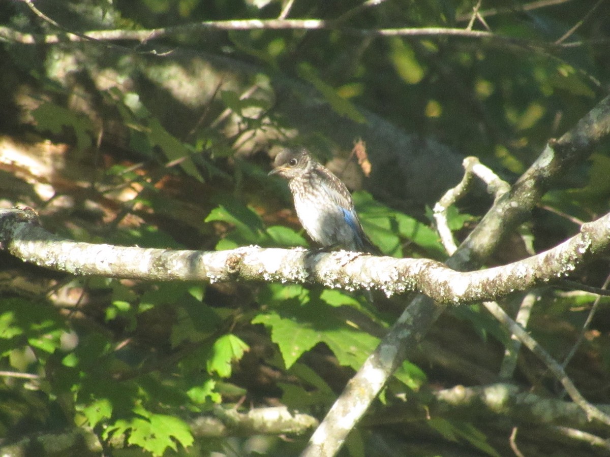 Eastern Bluebird - ML622875570