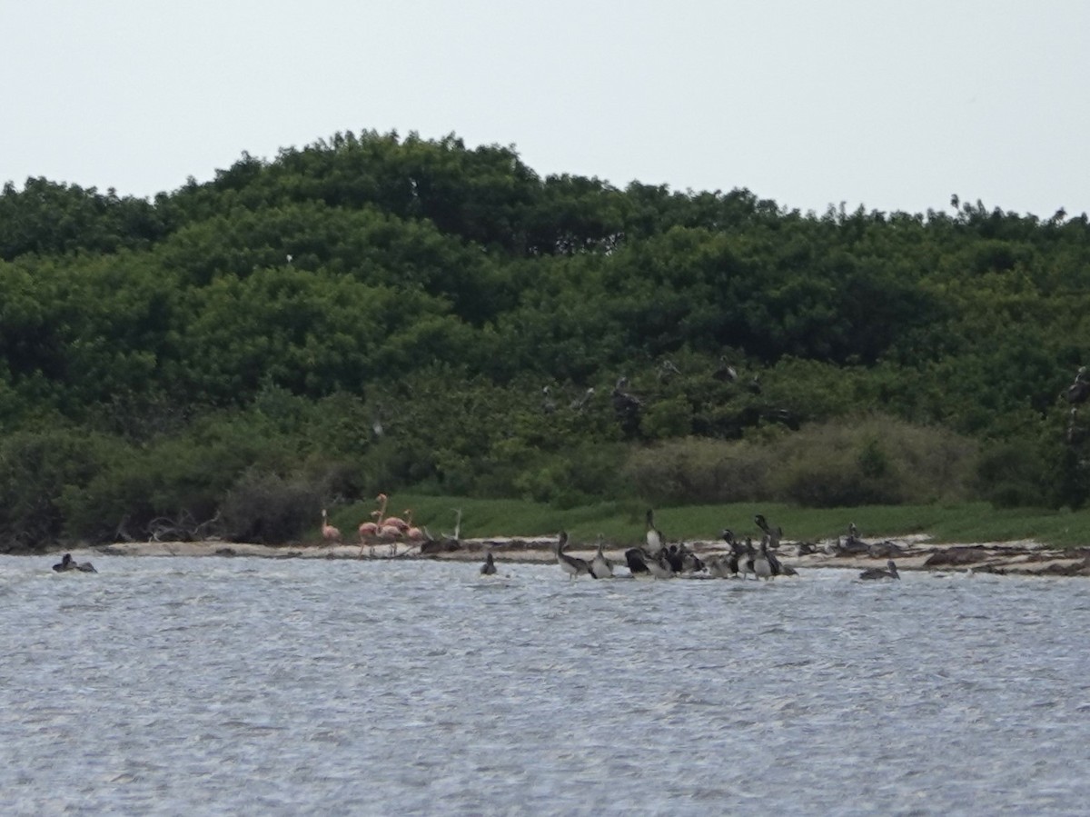 American Flamingo - ML622875581