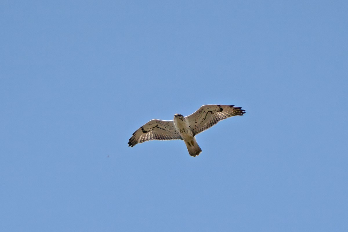 Ferruginous Hawk - ML622875589