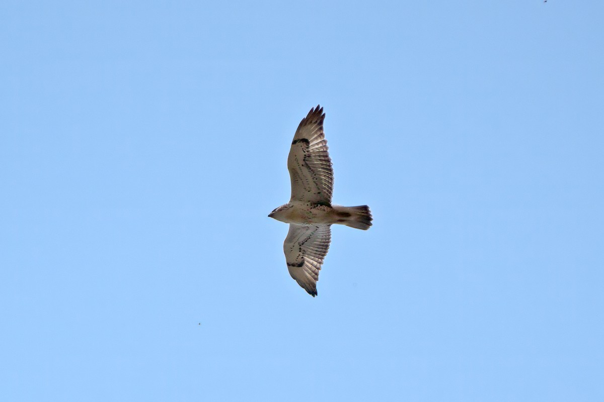 Ferruginous Hawk - ML622875595