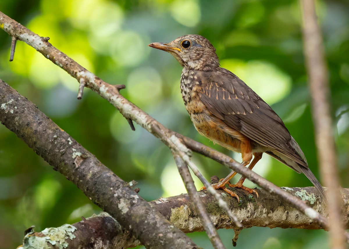 Black-breasted Thrush - ML622875651