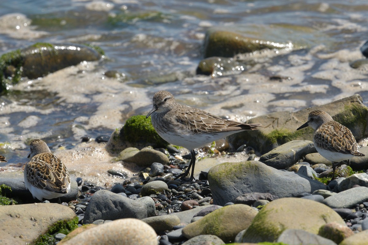 White-rumped Sandpiper - ML622875653