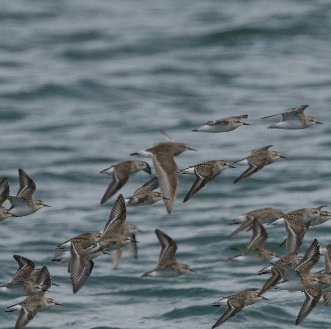 White-rumped Sandpiper - ML622875667