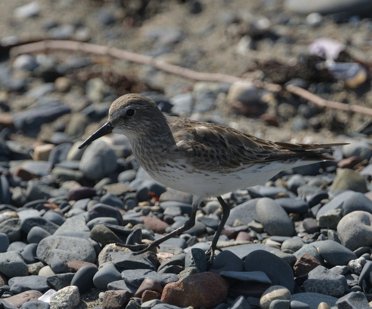 White-rumped Sandpiper - ML622875711