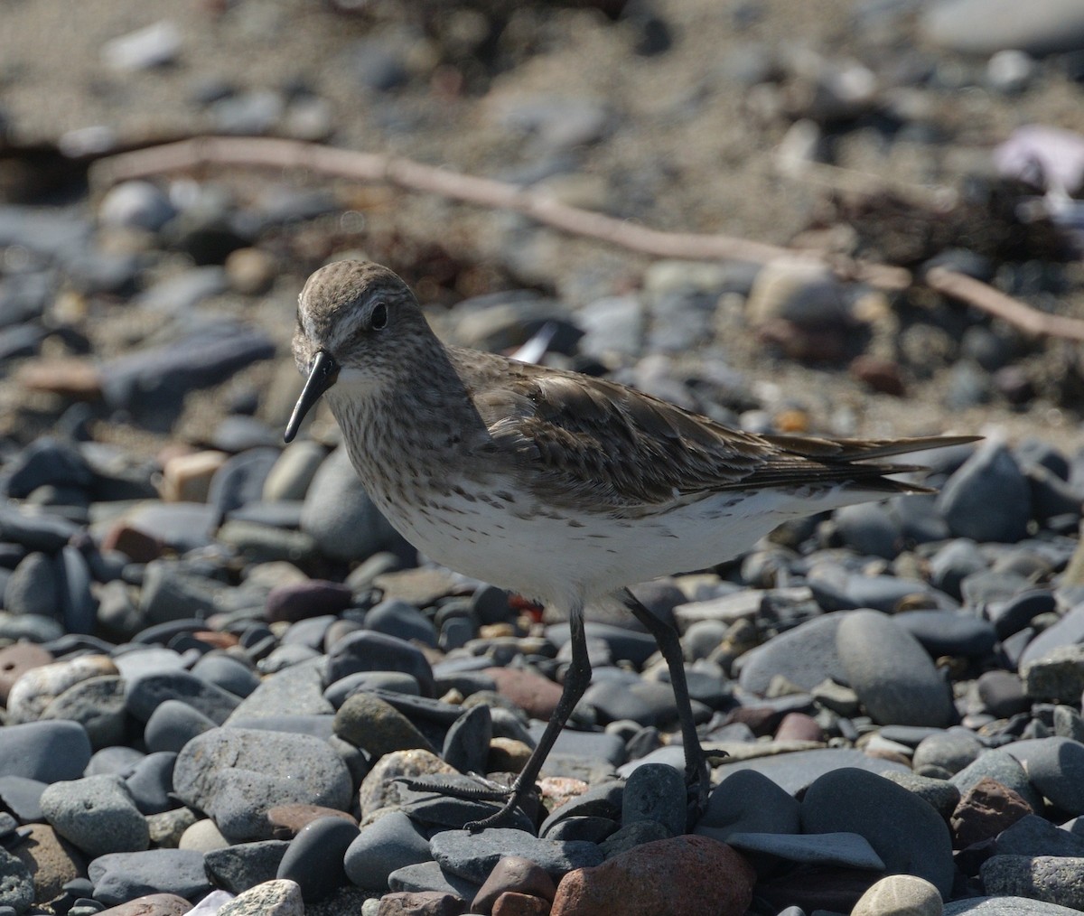 White-rumped Sandpiper - ML622875718