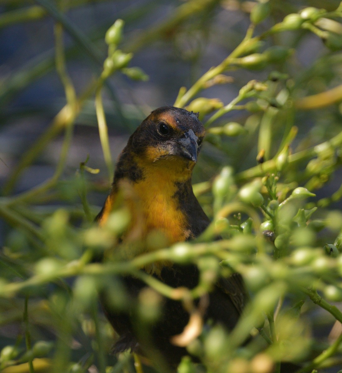 Yellow-headed Blackbird - ML622875726