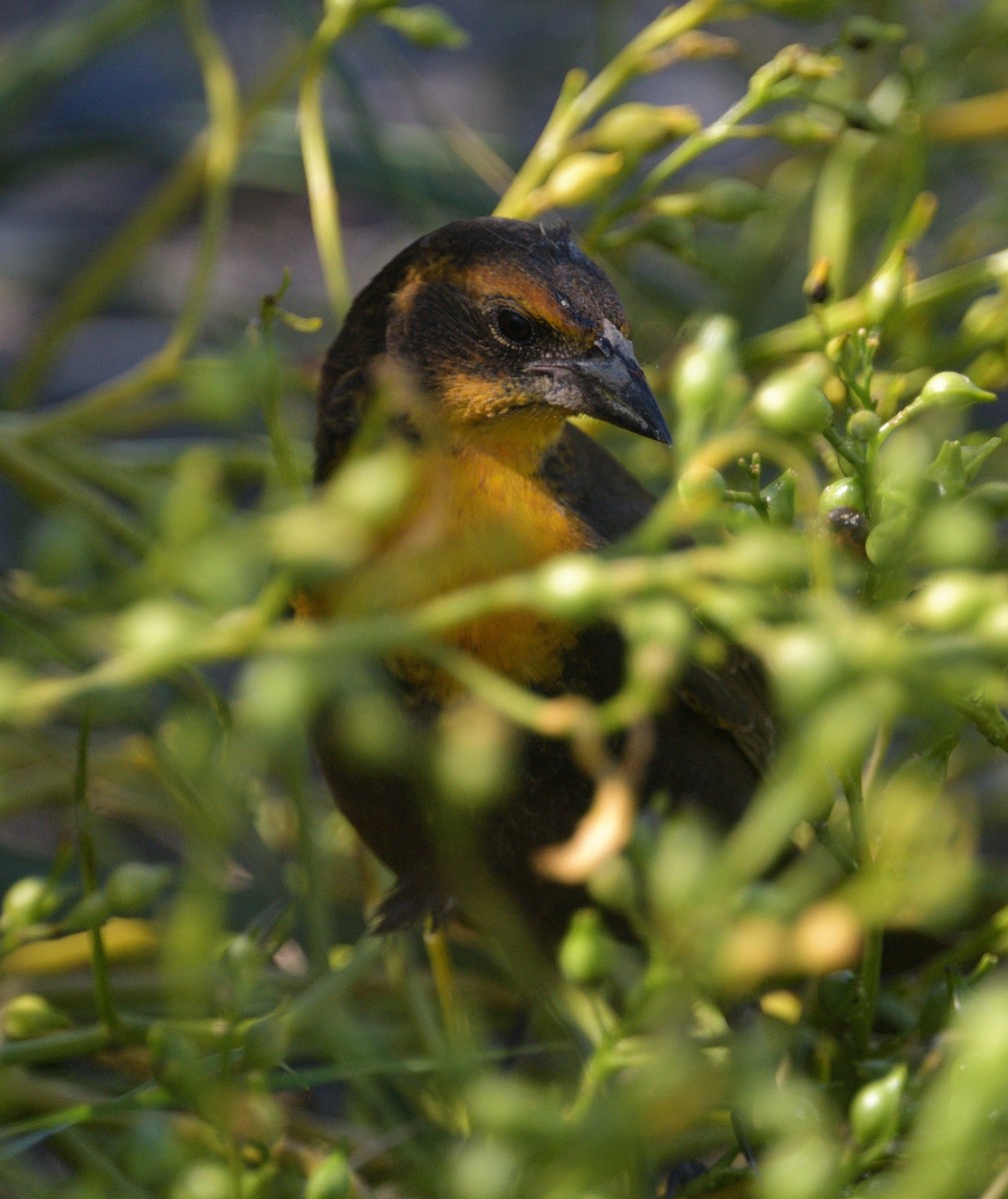 Tordo Cabeciamarillo - ML622875731