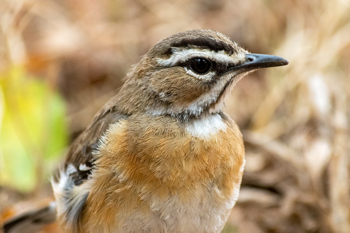 Bearded Scrub-Robin - Jack Bucknall