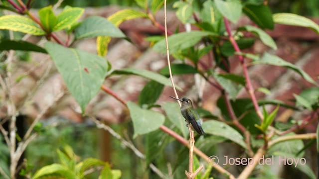 Green-fronted Lancebill - ML622875741