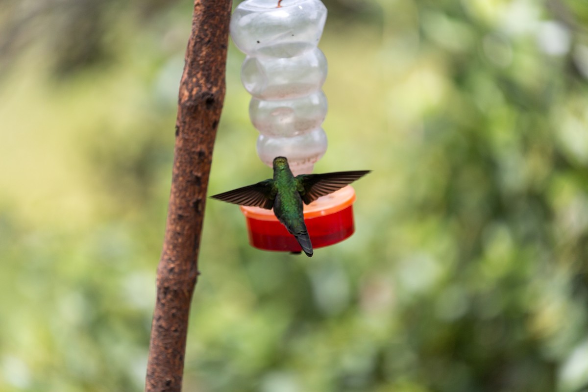 Sword-billed Hummingbird - ML622875742