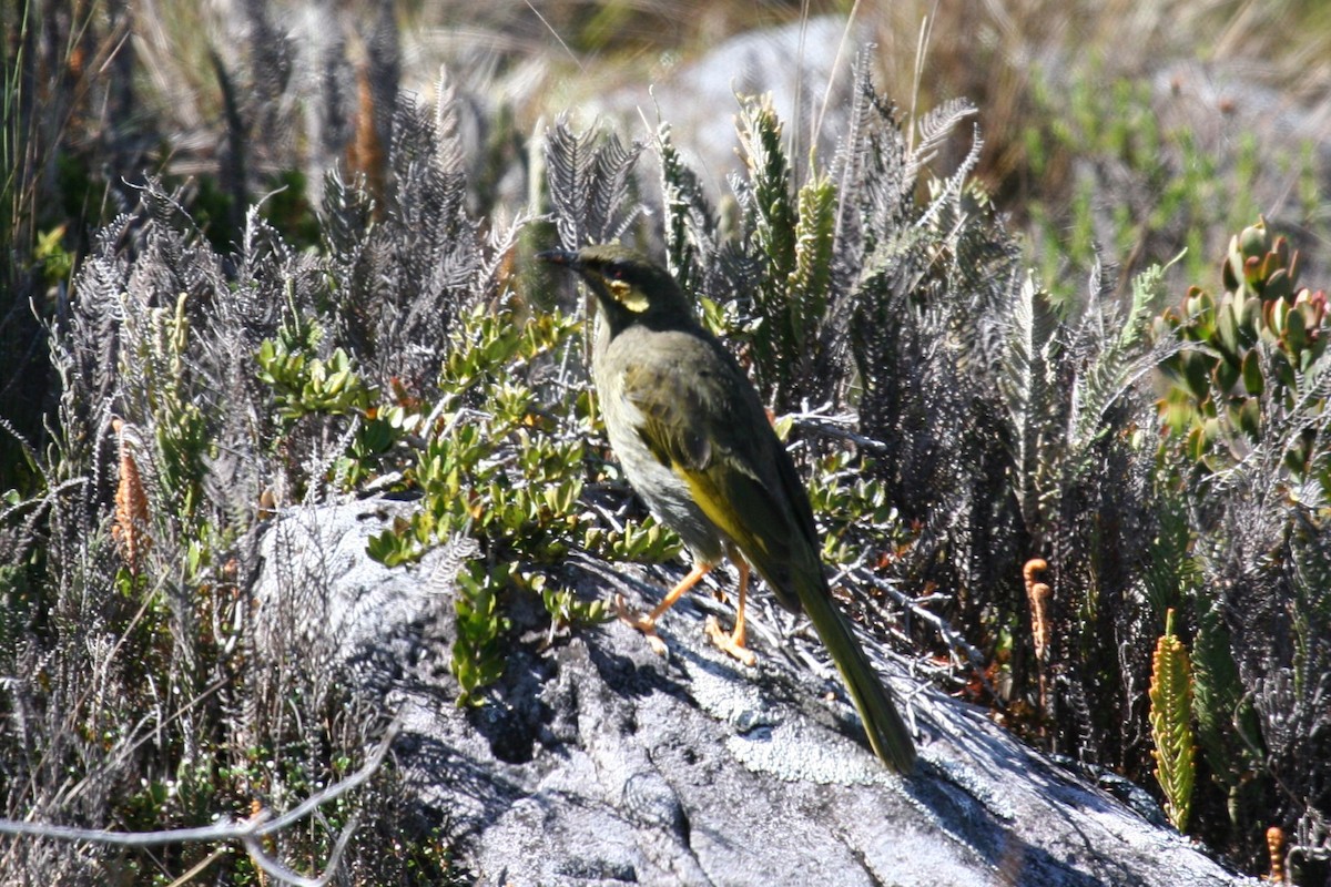 Orange-cheeked Honeyeater - ML622875760