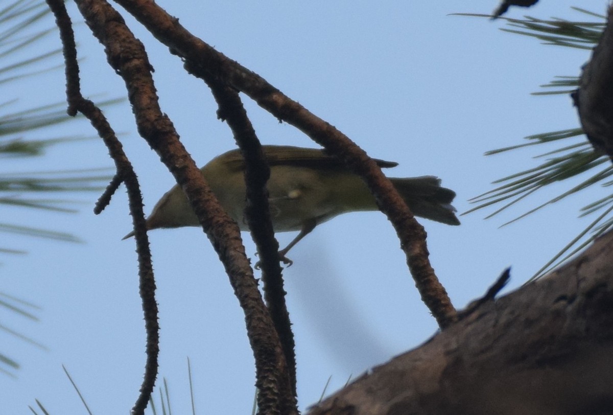 Black-whiskered Vireo - ML622875769