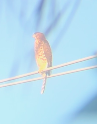 Cooper's Hawk - ML622875774
