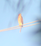 Cooper's Hawk - ML622875775