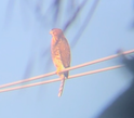 Cooper's Hawk - ML622875776