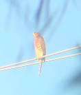 Cooper's Hawk - ML622875777