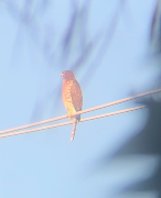 Cooper's Hawk - ML622875778