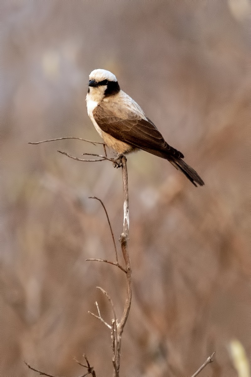 White-crowned Shrike - ML622875824