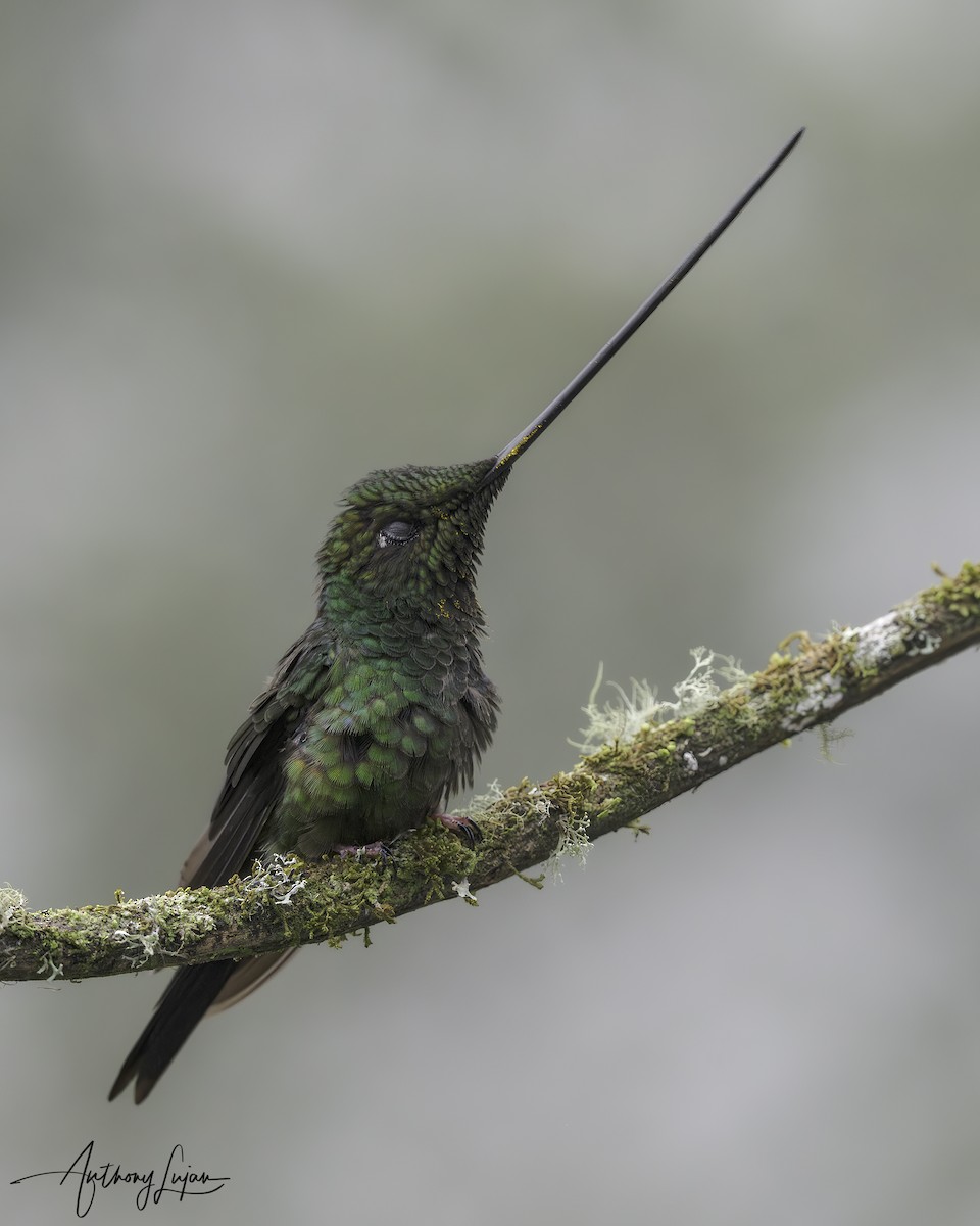 Sword-billed Hummingbird - ML622875867