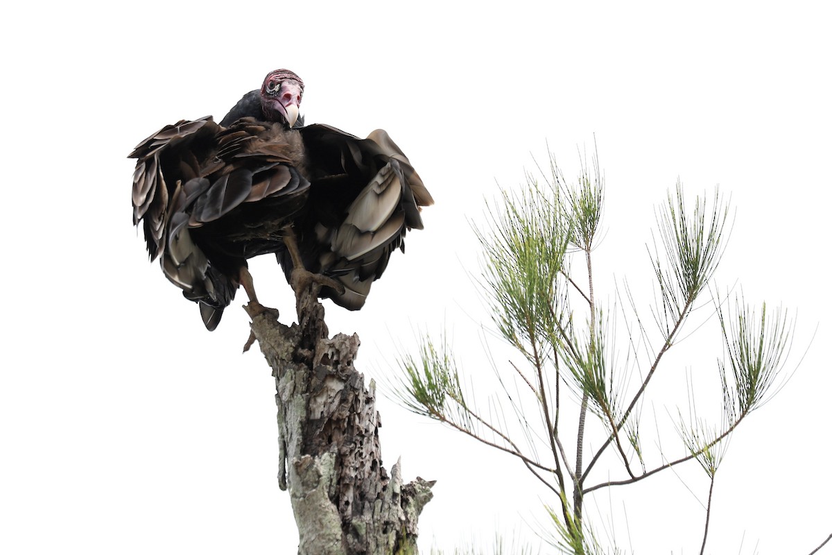 Turkey Vulture - ML622875886