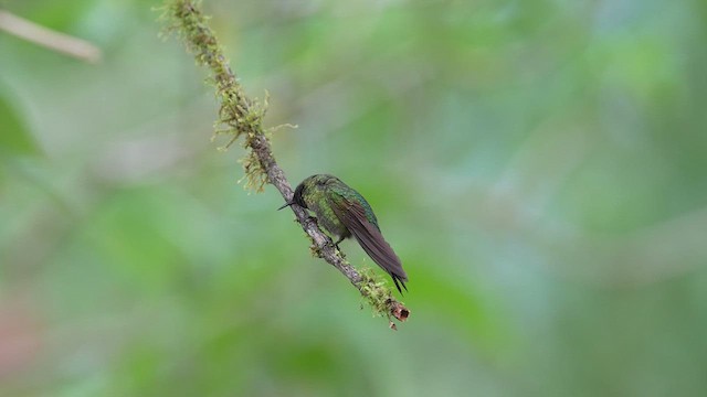 Tyrian Metaltail - ML622875920