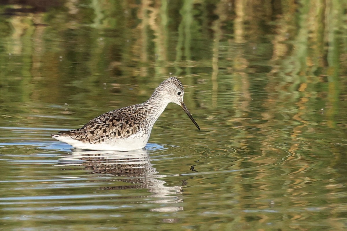 Marsh Sandpiper - Ian Thompson